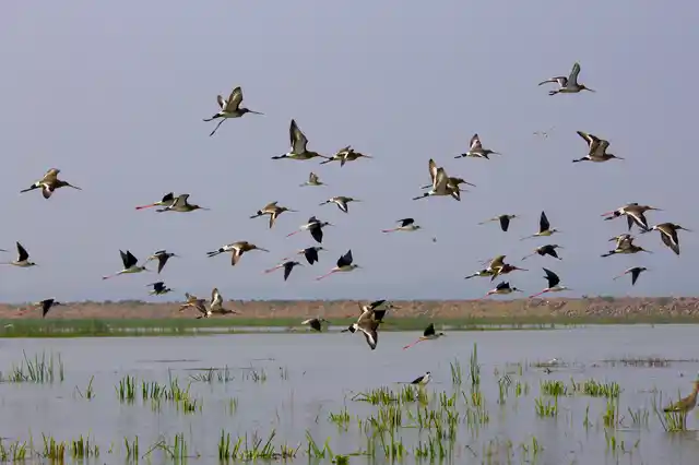 Fewer wetlands are protected under the new regulations. (Photo Courtesy: Flickr/Supratik Sircar)