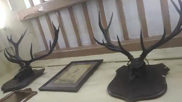 The antlers which were bought from the Nizam of Hyderabad. (Photo: Roshni Sinha)