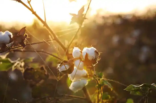 Most cotton plantations in India use genetically modified seeds. (Photo: iStock)