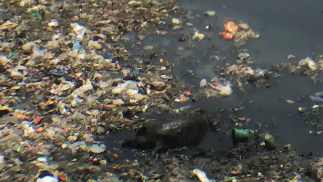 A pig revels in the muck-filled heaven that is the Mithi rover today, as it flows 17.8 kilometres through Mumbai before finally flowing out into the Arabian Sea. (Photo: <b>The Quint</b>/Pallavi Prasad) 
