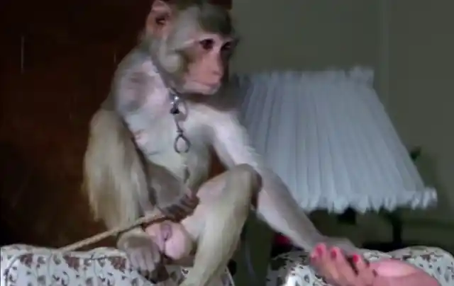 Monkey tricks in <i>Gunda</i>