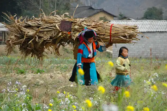 In a northern Viet Nam province, a farmer and her daughter walk through a field carrying a heavy load of dried corn crop leaves. Climate change is bringing new hardships with women and children bearing the negative impacts of fuel and water collection and transport. Women in many developing countries spend from one to four hours a day collecting biomass for fuel. (Photo Courtesy: UNDP/Canh Tang)