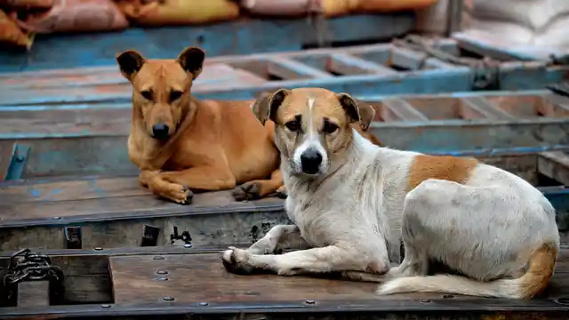 Representational image of stray dogs. 