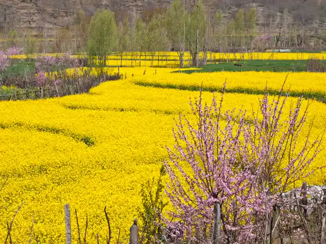 Mustard fields. (Photo: iStock)