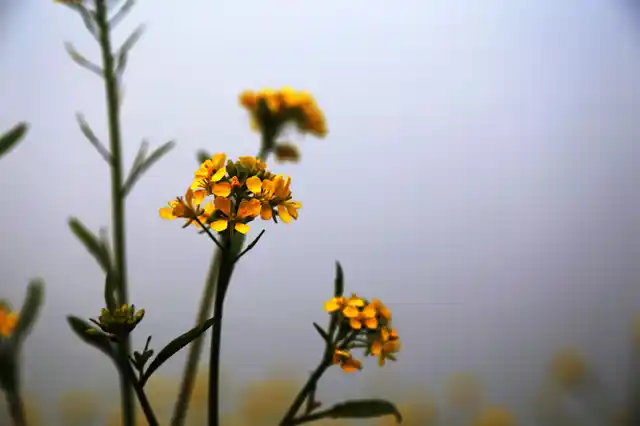 Mustard flowers. (Photo: iStock)