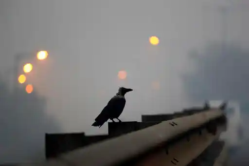 File photo of pollution in New Delhi, after Diwali. (AP Photo/Manish Swarup)