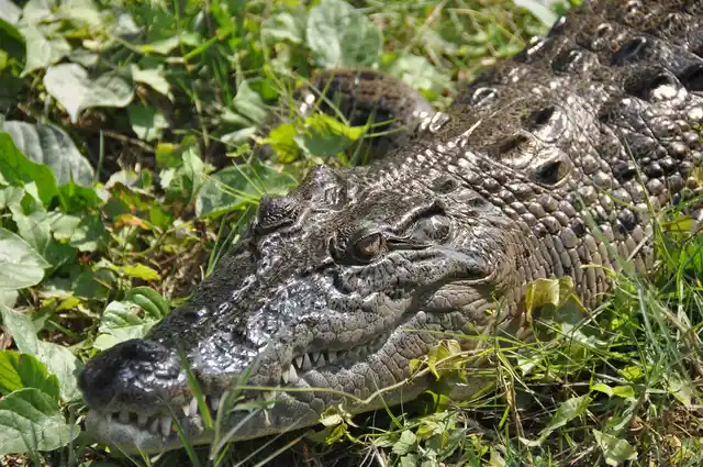 A crocodile rests in Bangladesh. (Photo: Marufish/Flickr)