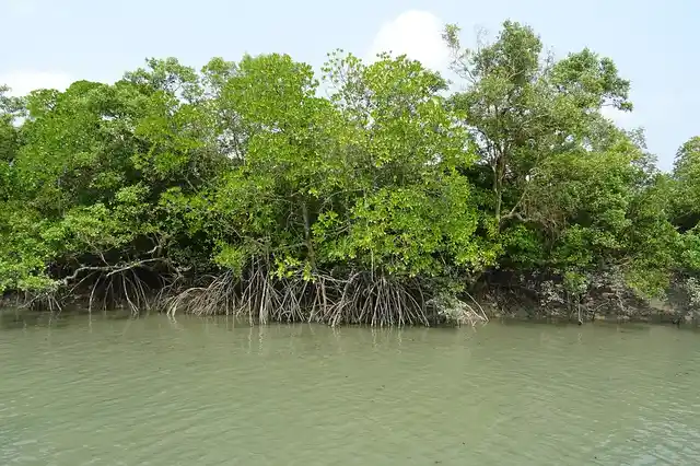 The mangroves provide protection for the region’s biodiversity, and absorb significant levels of atmospheric carbon. (Photo: Sarangib/Pixabay)