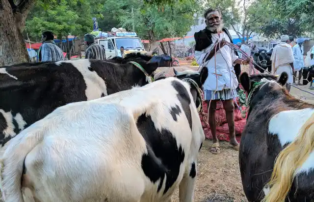 “Buy a Jersey (cow), hire a doctor”. Vetrivel jokes about how prone crossbreeds are to infections. There’s been a drought this year. He isn’t hoping for much. 