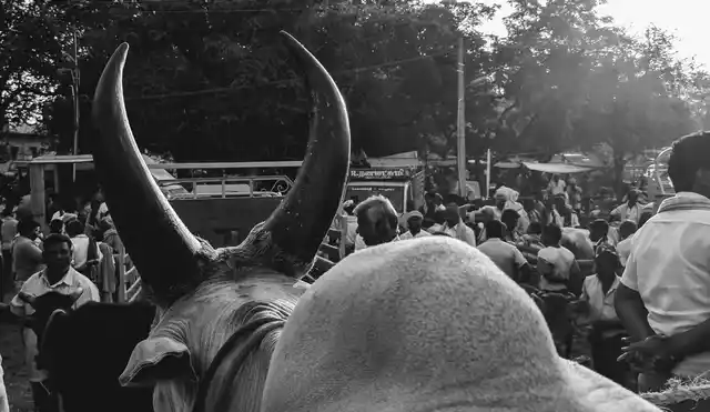 A horned issue. Today, over 80% of stray cattle is mixed breed. Soon, the Vadivasal market may not feel the hooves of a local breed of bull. 
