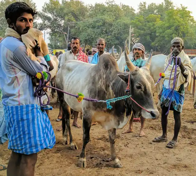 Virumandi will sell his Jallikattu bull, ‘Ayyanar’ for Rs 30,000 or less. It will travel across the border, into Kerala, to be butchered. 