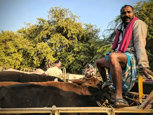 “What the f***k are you looking at?” (loose translation). A buyer loads the cows and is ready to depart. He doesn’t like where I’ve placed the shot. 