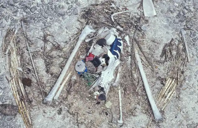 The remains of this Laysan Albatross chick show the plastic ingested before death, including a bottle cap and lighter. (Photo: Forest & Kim Starr, US Geological Survey)