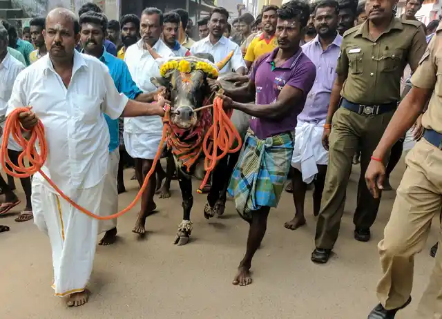 Rajasekar, leading ‘Selva’ the temple bull across the village. (Photo: Vikram Venkateswaran)