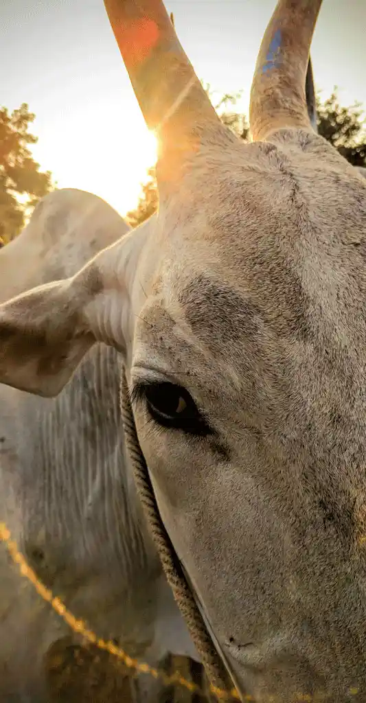 ‘Otraiyaru’ – named after the village, this is a pure breed. The bull is an extremely hardy plough animal. The cow yields milk even in drought conditions. There was only one pair in the market. 