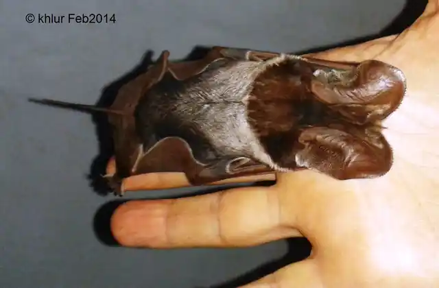 The bats are really small. (Photo Courtesy: Khlur Mukhim)