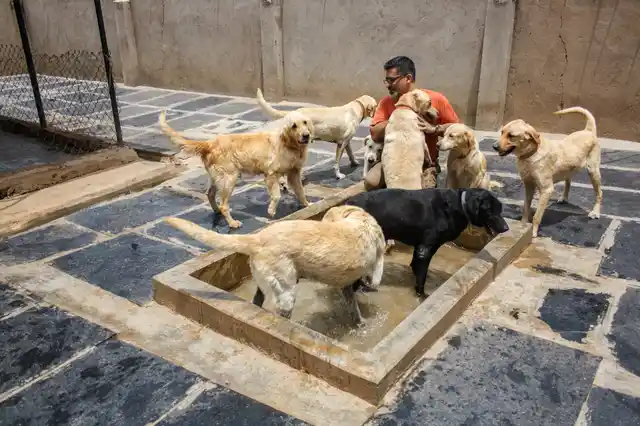 The sanctuary is already home to about 750 abandoned dogs. (Photo Courtesy: Voice of Stray Dogs)