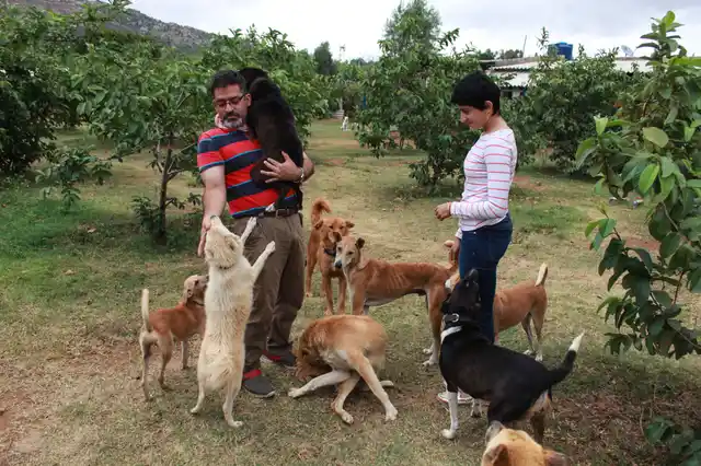 The Bangalore-based software engineer has been running the world’s largest citywide dog rescue since four years. (Photo Courtesy: Voice of Stray Dogs)