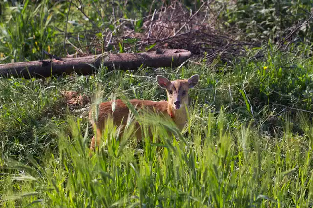 The barking deer, or Indian Muntjac. (Photo: AP)
