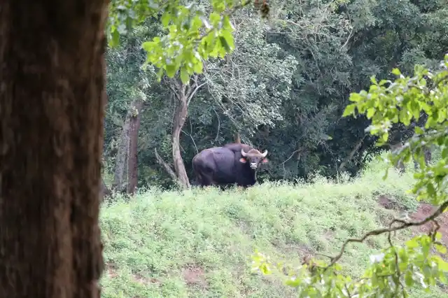 A lone Bison at BRT Wildlife Sanctuary. (Photo Courtesy: Facebook/<a href="https://www.facebook.com/vinayenvy">Vinay Nv</a>)