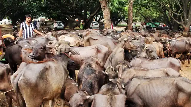 Over 90% of the buffalo market depends on middlemen. (Photo: Neeraj Gupta/<b>The Quint</b>)