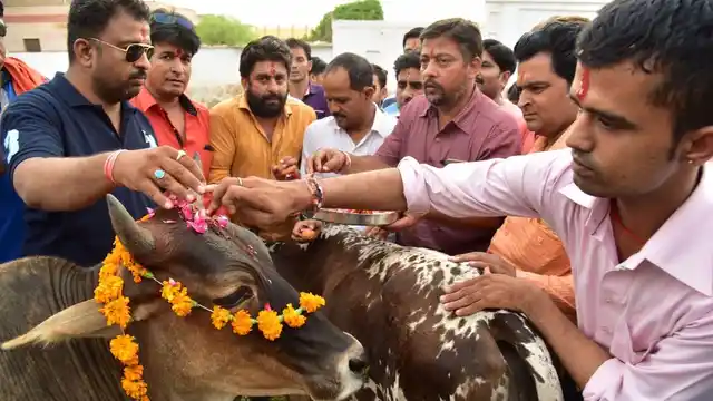 Right-wing Hindu activists worship cows in Bikaner on 31 May 2017. (Photo: IANS)