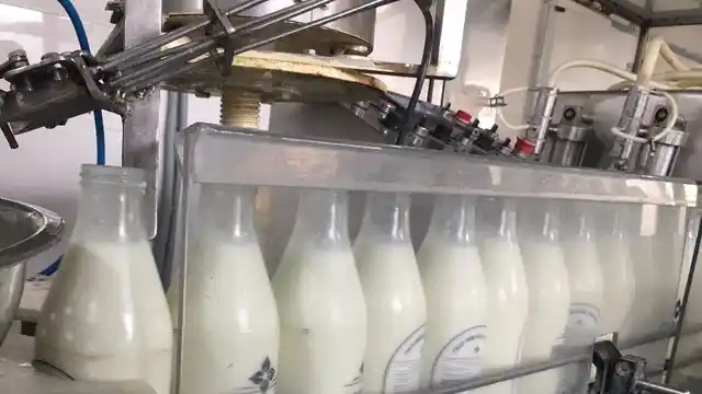 Drinking unadulterated milk has a wide range of health benefits. (Photo: Shiv Kumar Maurya/<b>The Quint</b>)