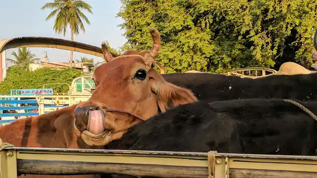 In the absence of regulations, cattle have been stuffed into vehicles beyond capacity, and tortured to stay on their feet. Cattle that sit during transit are trampled inadvertently and killed. (Photo: Vikram Venkateswaran/<b>The Quint</b>)