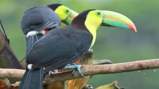 A beautiful bird seen in the Thattekad bird sanctuary. 