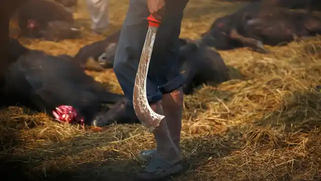 A butcher walks into a buffalo enclosure at the ‘Gadhimai’ festival in Nepal. (Photo: Reuters)