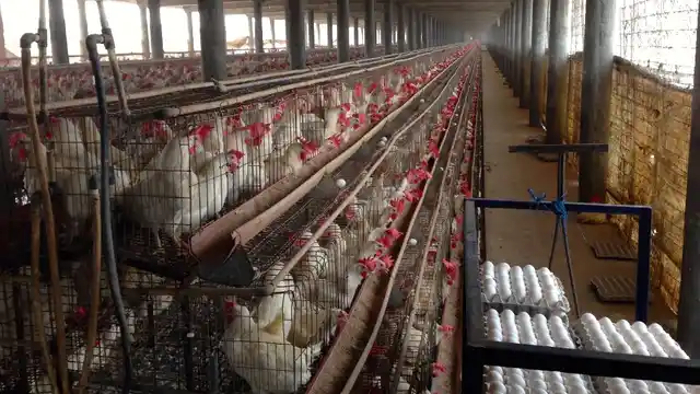 The study revealed that two-thirds of the poultry farms surveyed in Punjab were using antibiotics for growth promotion.