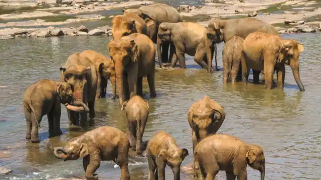 Sri Lankan elephants in a herd. 