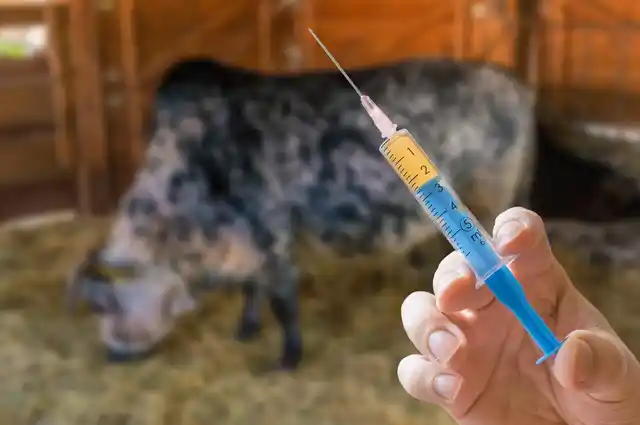 Many farmers use antibiotics to treat diseases like mastitis in their cattle. Image used for representational purpose.