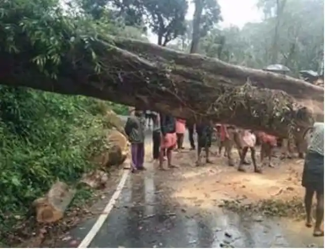 A huge tree fell in Kollam in Kerala