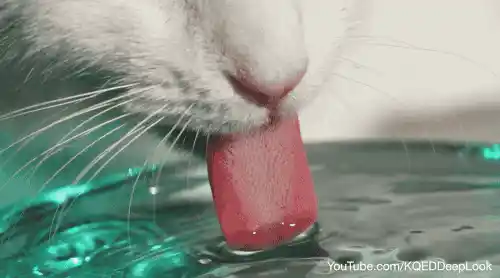 Water helps in flushing out the remnants of the infection from the body while also aiding smooth blood-flow.