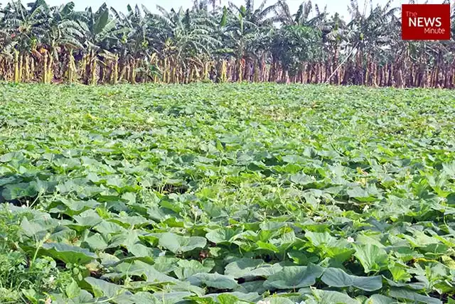 Most farms in the Krishna delta are multicropped. This farm grows ginger, bottle gourd, plantain and lemons
