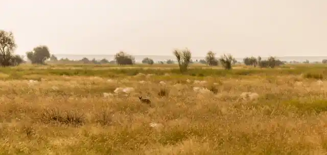 A desert fox spotted in the wilderness. 