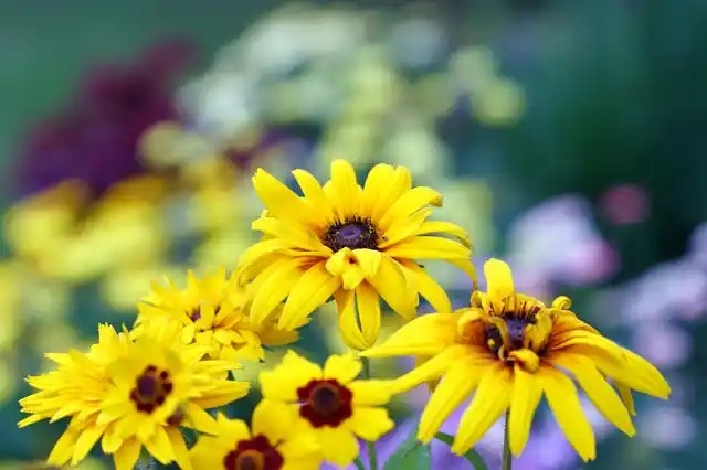 Tickseed, Marigold and Summer Asters. Representational Image. 