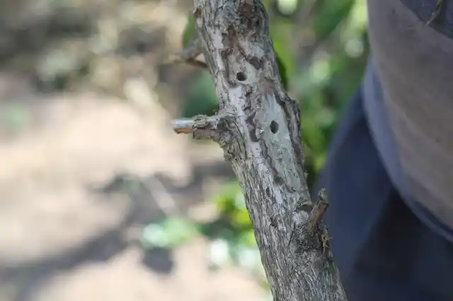 A tree affected by white stem borer.<span style="color: rgb(34, 34, 34); font-family: "Source Sans Pro", Helvetica, Arial, sans-serif; font-size: 22px; background-color: rgb(255, 255, 255);"></span>