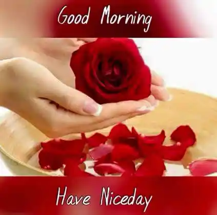 Good Morning message received via WhatsApp