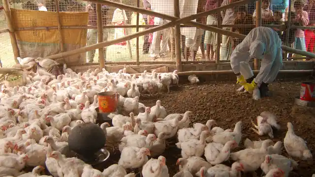 Surveillance measures have been intensified to keep avian flu at bay in Bengaluru.