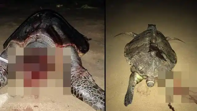 The plight of Olive Ridley turtles doesn’t seem to end.