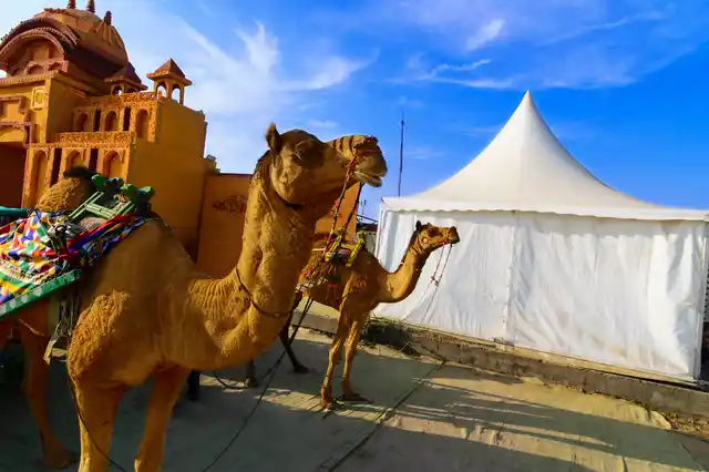 Camel ride at great Rann of Kutch.