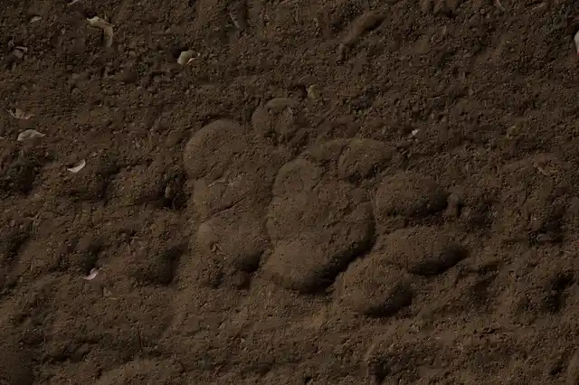 Fresh leopard pug prints spotted at Sariska. 