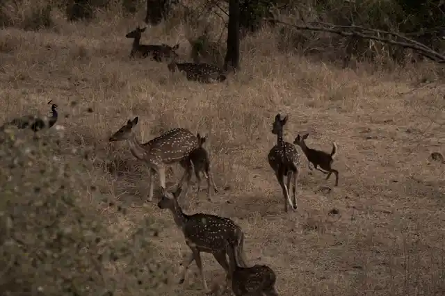A herd of deer fleeing into the forest. 