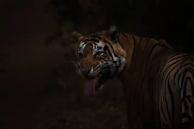 12 years ago, poachers had wiped Sariska clean of tigers. 