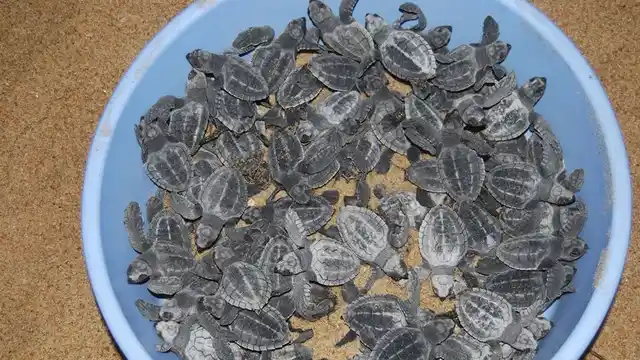The volunteers release the hatching a few feet away from the water, so that the little ones can make the last trek towards where they belong.