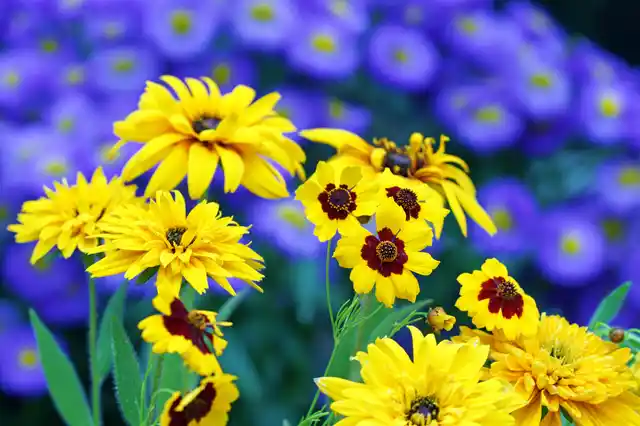 Tickseed, marigold and summer asters. Representational image. 