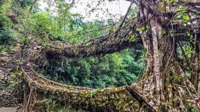 Living Root Bridges of Meghalaya. 