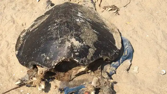 Carcasses of dead turtles lay on the Chennai coast.